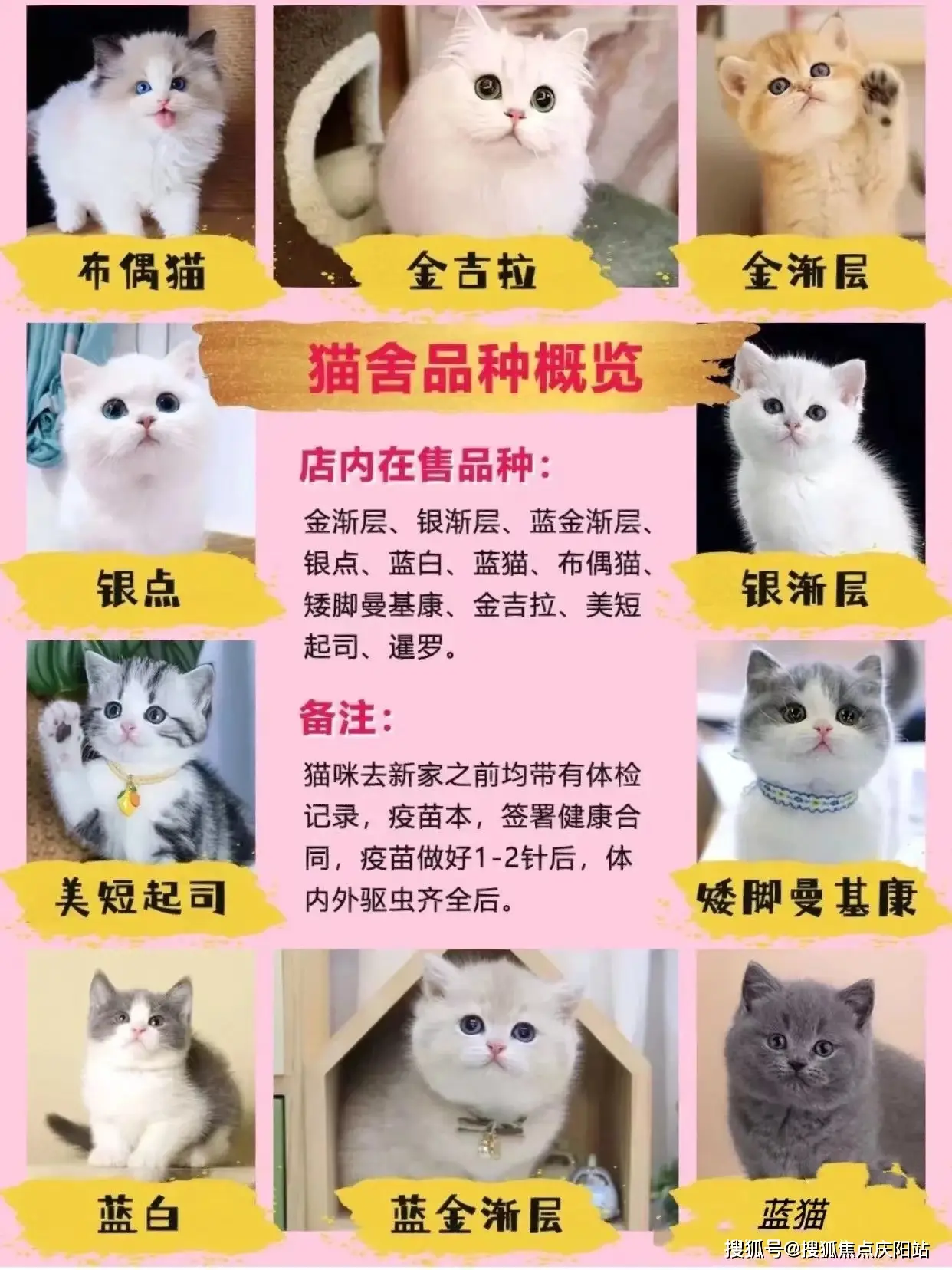 宠物殡葬师资格证怎么考_宠物_宠物医生在线咨询