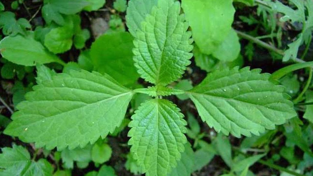 网络营销_营销网络怎么写_营销网络用语