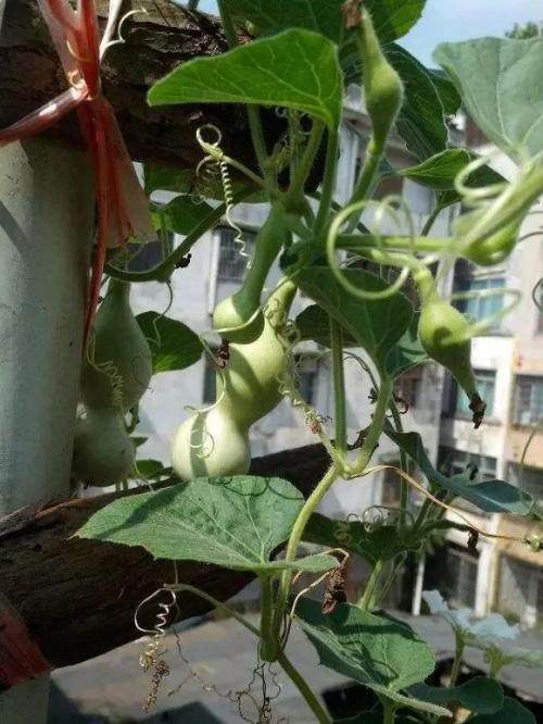 植物风水_风水植物最好养哪几种_女领导办公室最旺风水植物